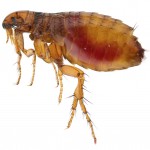 flea Flea Control-Pest Control Scotland