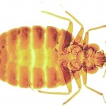 Bed Bug Control Bed Bug Control-Pest Control Scotland