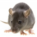 rodent-control Rodent Control-Pest Control Scotland