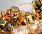 wasp-nest-removal Wasp Nest Removal-Pest Control Scotland
